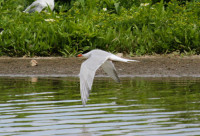 Titchwell Marsh Nature Reserve